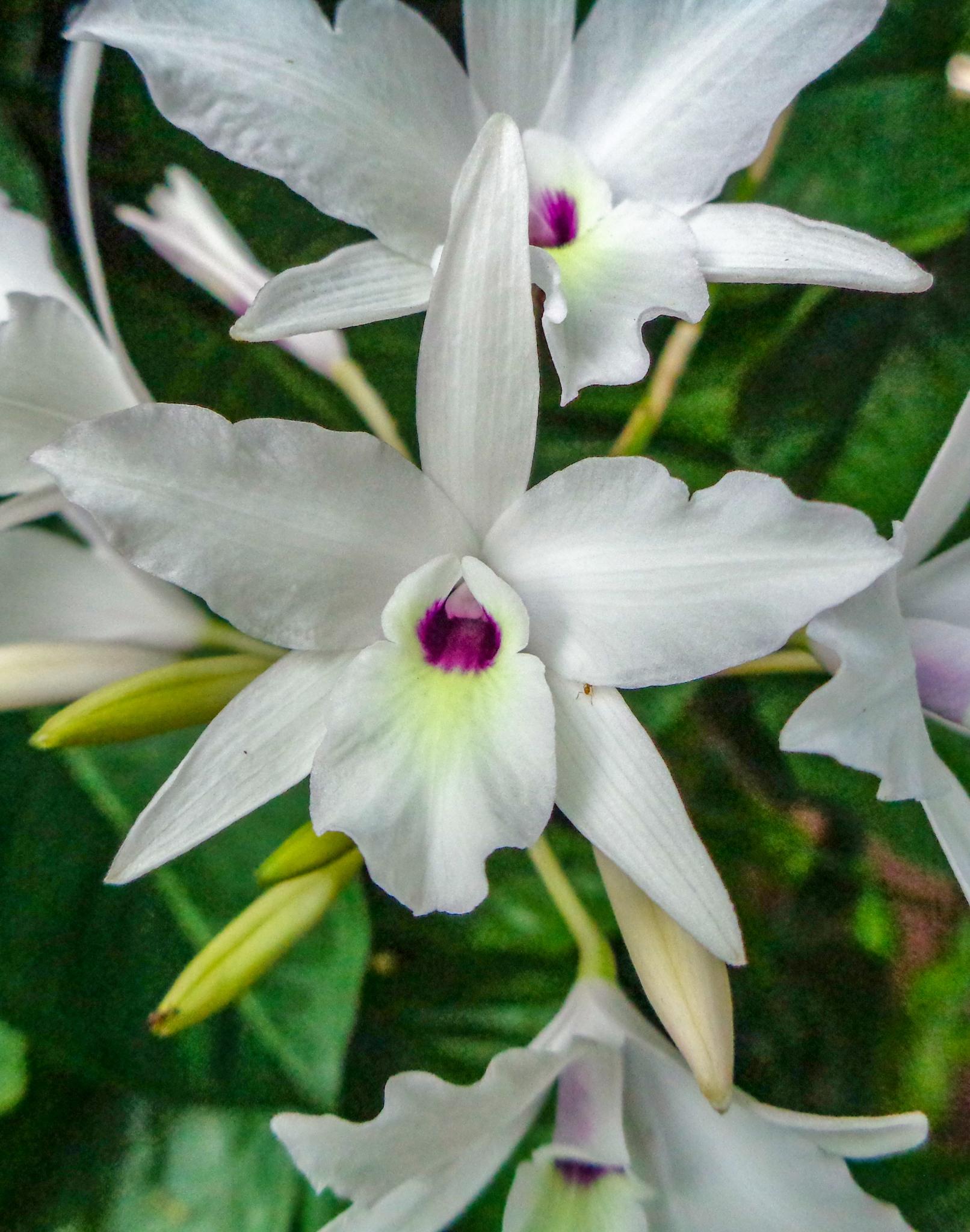 Laelia rubescens alba